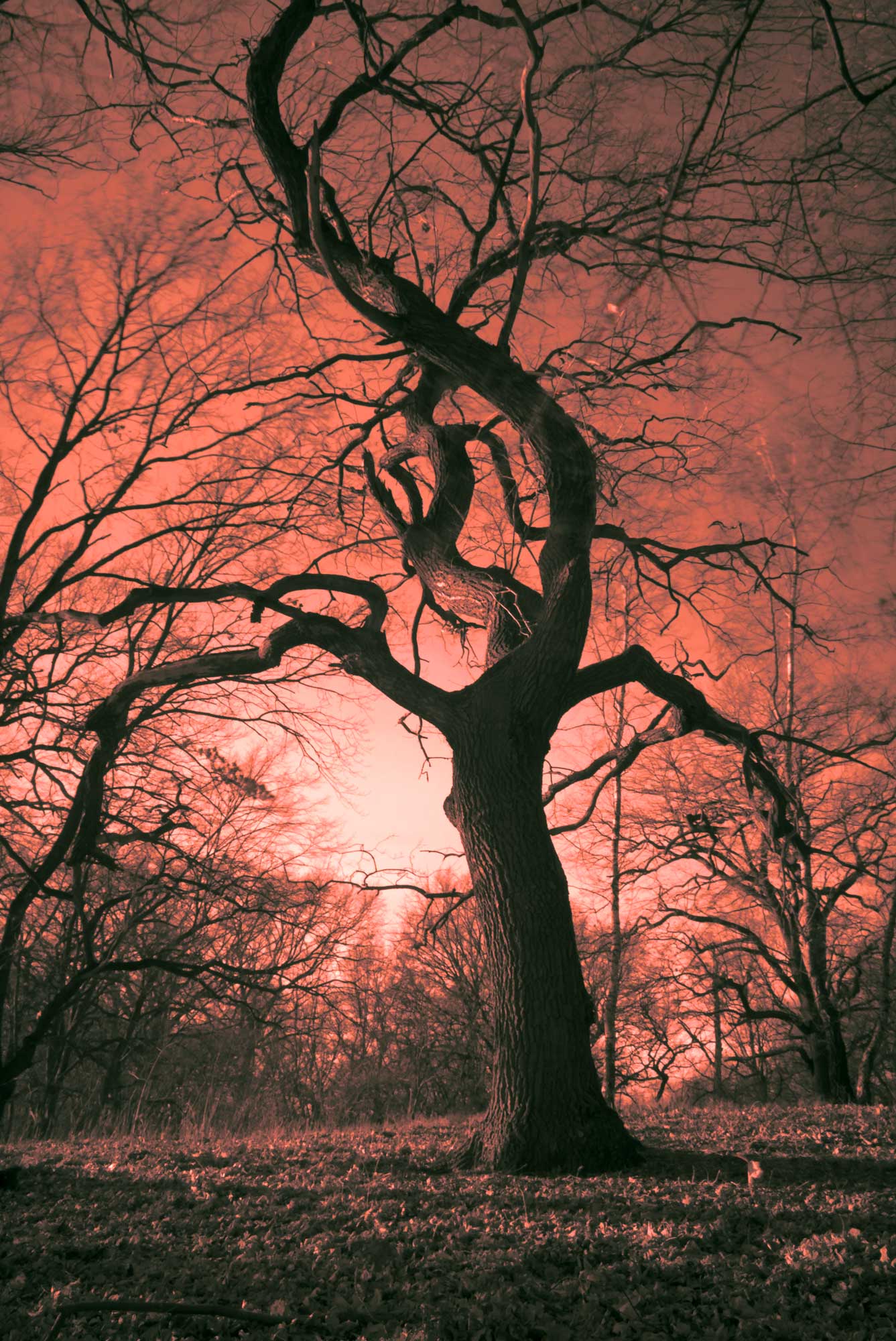 In der Grossen Zossna